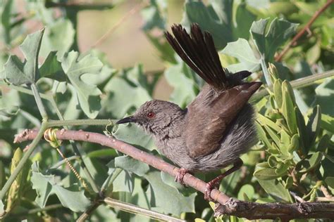 Gray Wren Warbler From Loitokitok Kenya On January 12 2022 At 07 00