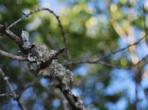 Photograph: Lichen growing on a tree branch | Scarebear