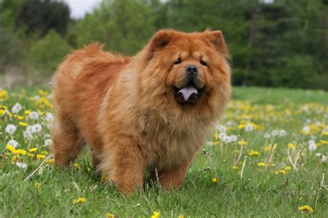 Free download Animals Chow Chow Dog Photos HD Wallpapers [1280x853] for ...