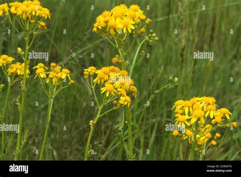 Butterweed Packera Glabella In Bloom Stock Photo Alamy