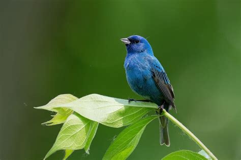 13 Stunning Small Blue Birds (With Pictures)