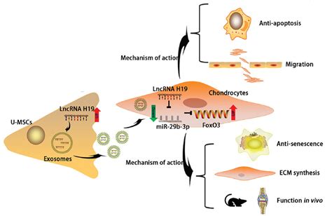 The Umbilical Cord Mesenchymal Stem Cellderived Exosomal Lncrna H