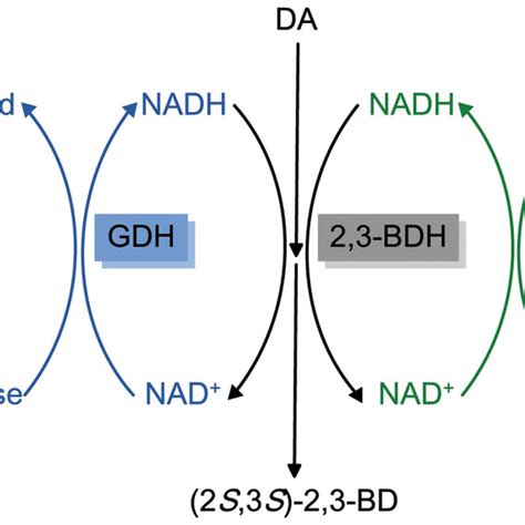 Effects Of Different Nadh Regeneration Systems On Levels Of Download Scientific Diagram