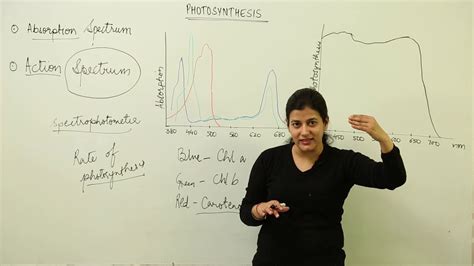 Absorption And Action Spectrum L Icse L Section B L Class 12 Biology L Photosynthesis L L114 Youtube