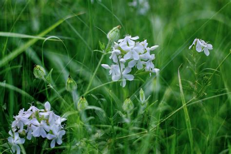 Free Images Bokeh Meadow Flower Summer Green Herb Botany Flora