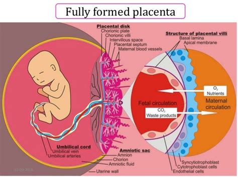 Placental Anatomy And Its Functions