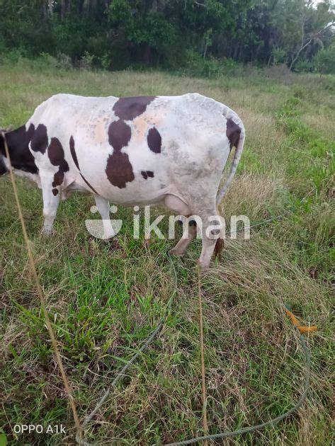 Milk Cow In Mihintale Ikman