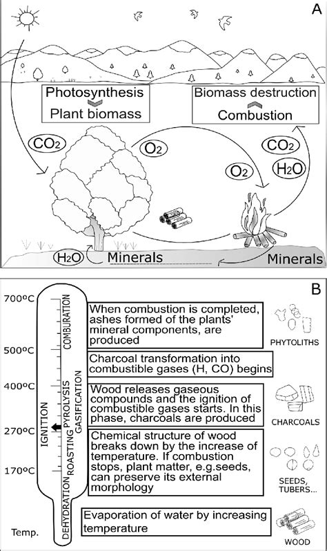 A Schematic Of Photosynthesis And Combustion Processes B Phases And