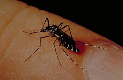 Mosquito tigre por qué es peligroso y qué hacer ante su picadura Cómo