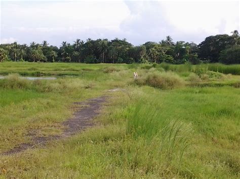 Residential Plot Land For Sale In Pailan New Town Joka Kolkata