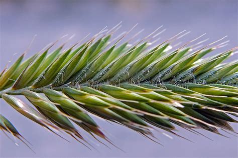 Agropyron Cristatum Poaceae