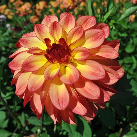 Mai Tai Flower Farm Dahlia Swans Island