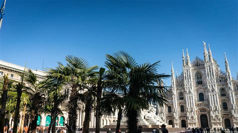 Piazza Duomo A Milano Palme Addio Sono Due Le Proposte Arrivate A