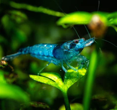 Blue Velvet Shrimp | AquaticMotiv