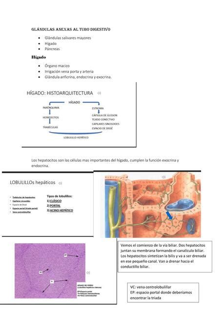 Glándulas Anexas al Tubo Digestivo Marina Cordoba uDocz