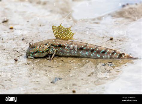 Mudskipper High Resolution Stock Photography And Images Alamy