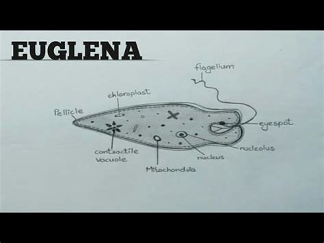 Euglena Diagram With Labels Euglena Line Drawing By Sciencedoodles On