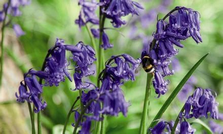 English Bluebells In The Green Collection Bulbs Groupon