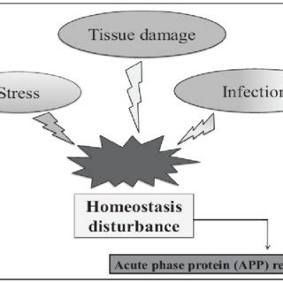 Stimulation and synthesis of positive acute phase proteins during ...