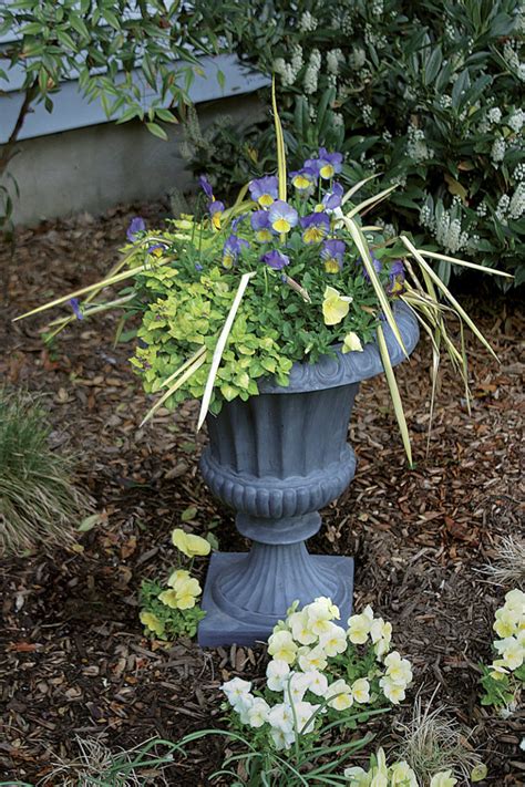 10 Plants for Year-Round Containers - Fine Gardening