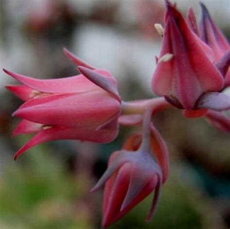 Echeveria Gigantea Rose Purpus Echeveria Dusty Rose World Flora