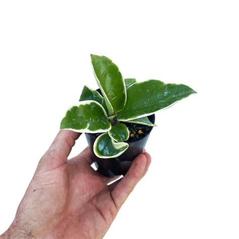 Hoya Carnosa Purple Pride 70mm The Jungle Collective