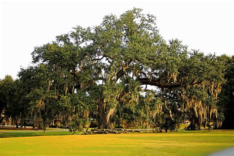 Louisiana Live Oak Tree Photograph By Ronald Olivier Fine Art America