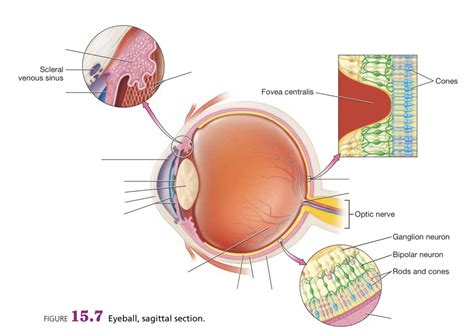 Eyeball Sagittal Section Diagram Lp Diagram Quizlet