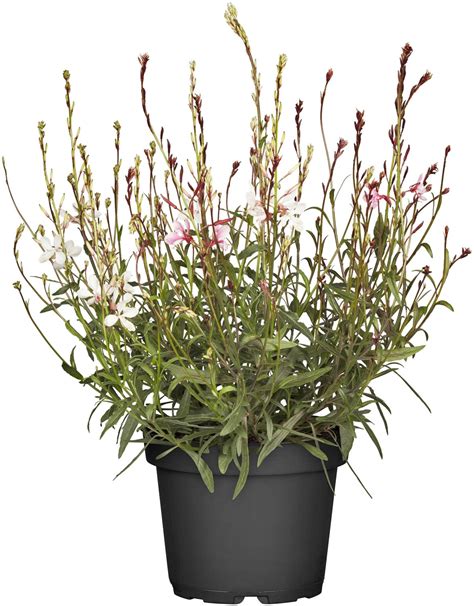 Grow By Obi Garten Prachtkerze Topf Ca Cm Gaura Kaufen Bei Obi