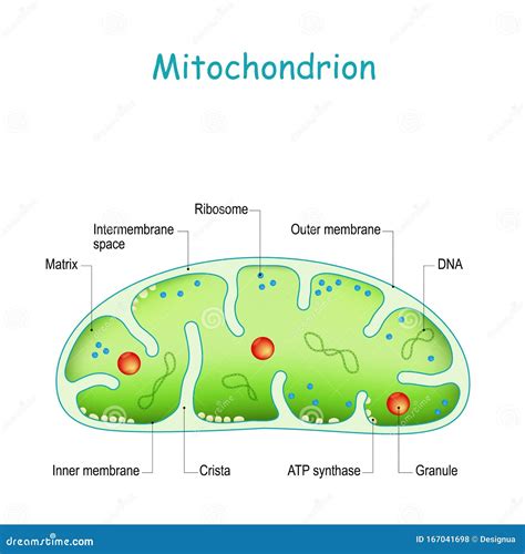 Mitochondrion Anatomy. Structure, Components and Organelles Stock Vector - Illustration of eps10 ...