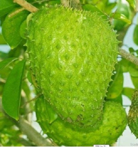 Buy Graviola Fruits For Cancer Cure Health Nigeria