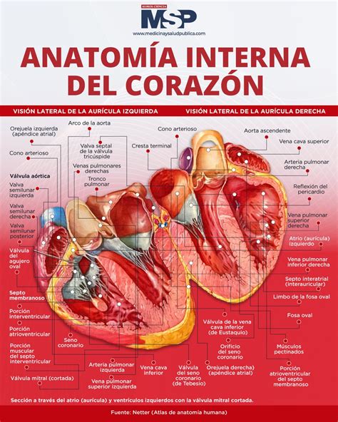 Revista MSP on Twitter MSPCardiología El corazón está dividido