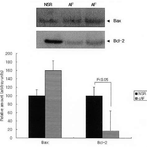 Densitometric Quantification Of Western Blots Of Bax And Bcl 2 From Download Scientific Diagram