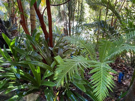 A Hot Humid Day In The Garden After Mm Of Rain DISCUSSING PALM TREES WORLDWIDE PalmTalk