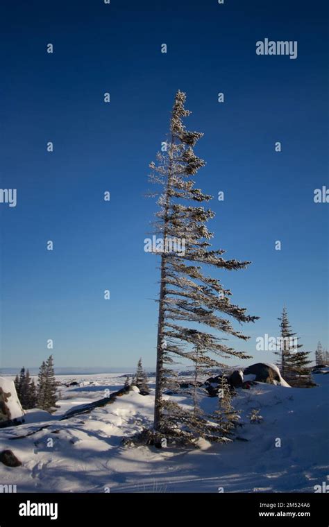 A Lonely White Spruce Tree Picea Glauca Standing In Snow In The