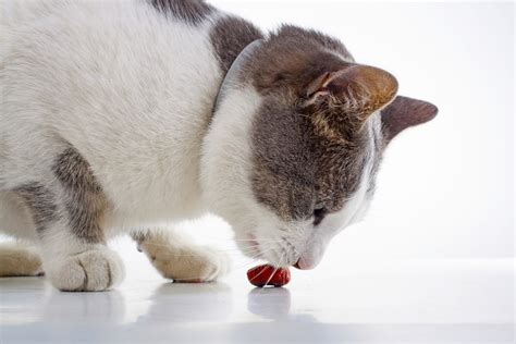 5 Best Calming Treats for Cats on a Budget - Top Cat Breeds