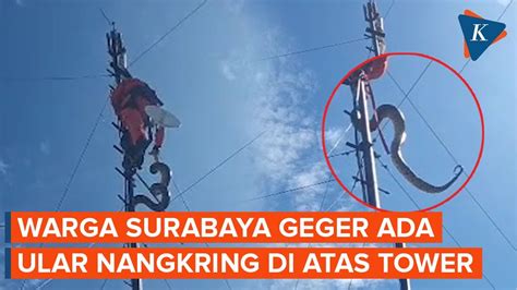 Warga Surabaya Geger Ada Ular Nangkring Di Atas Tower Internet YouTube