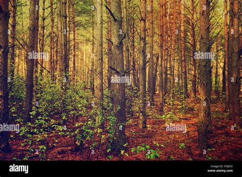 Dark Moody Forest Stock Photo Alamy