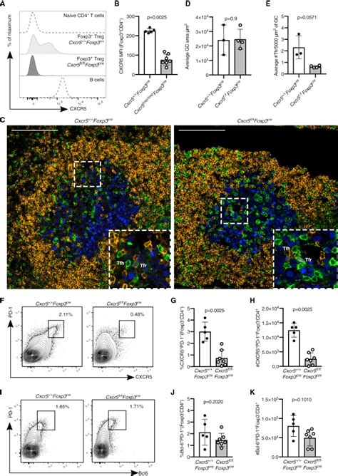 Foxp Antibody Efluor