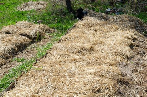 The Beginners Guide To Deep Mulch Gardening Grocycle