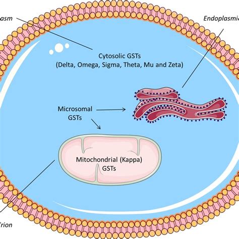 Graphical Representation Of The Glutathione S Transferase Genes Based