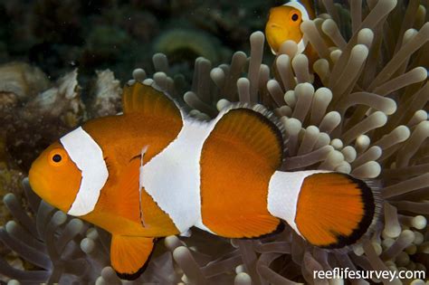 Amphiprion Ocellaris Western Clown Anemonefish