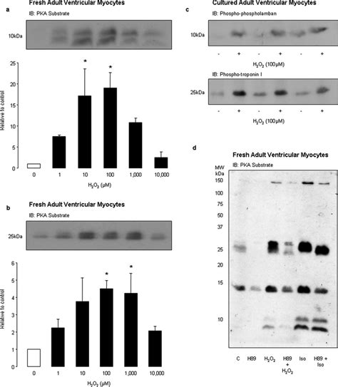 Pka Substrate Phosphorylation After H O Treatment Panels A And B