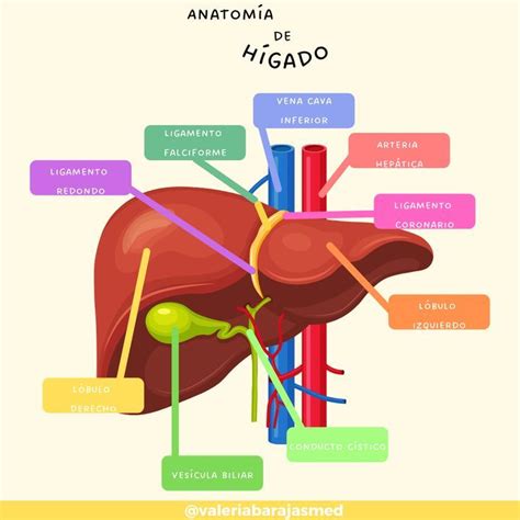 Interior Del Higado Higado Anatomia Anatomia Y Fisiologia Humana Images