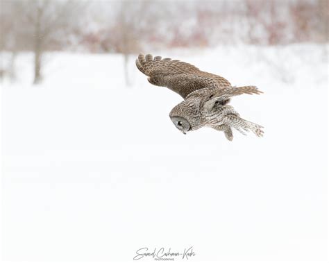 Chouette lapone Great Grey Owl Strix nebulosa Séquence Flickr