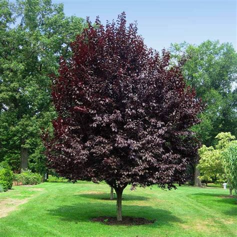 Thundercloud Plum Tree