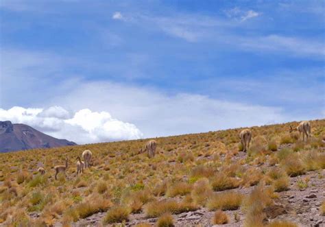 A Tour Of Atacamas Salt Flats And Altiplanic Lagoons Chile 2024 Guide