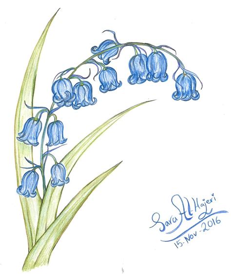 [コンプリート！] bluebells drawing 236864-Virginia bluebells drawing