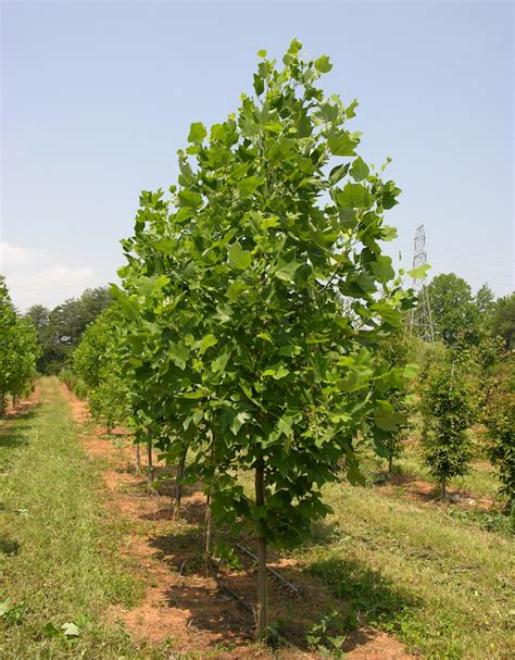 Tulip Poplarseedling Shade Trees Mcmakin Farms