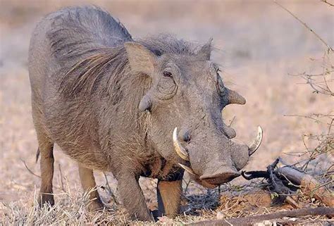 What Are Warthogs Adaptations The Safari World